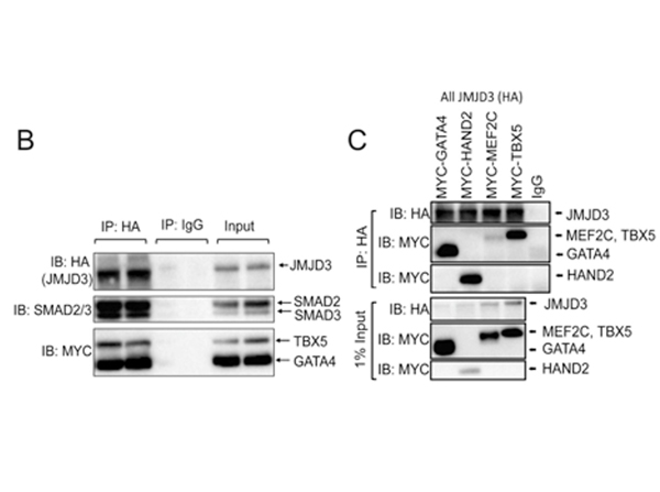 Western Blot using HA epitotpe tag